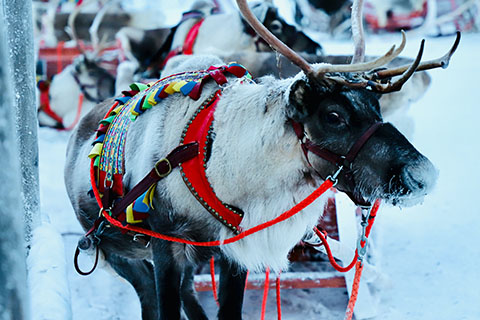 A festively decorated reindeer in Lapland, Finland. Stock image from Unsplash.
