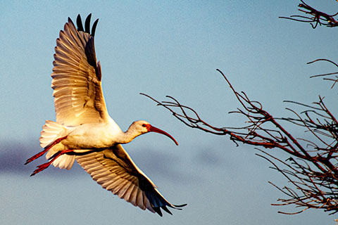 An ibis in flight at the Wakodahatchee Wetlands in Florida, United States. Stock image by Unsplash.